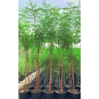 Natural Neem Tree